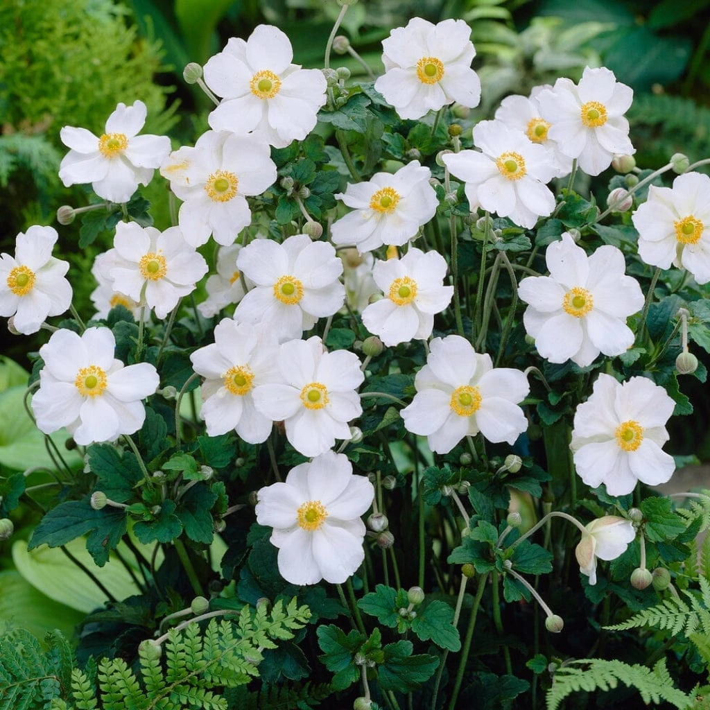 Anemone 'Honorine Jobert'