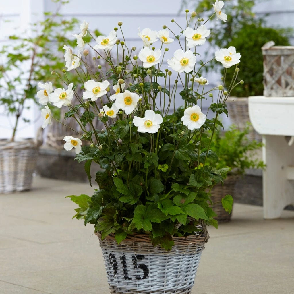 Anemone 'Honorine Jobert' - Image 3