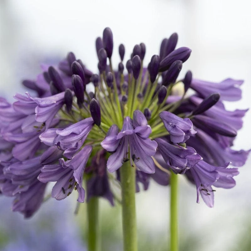 Agapanthus 'Poppin Purple' | 7.5L