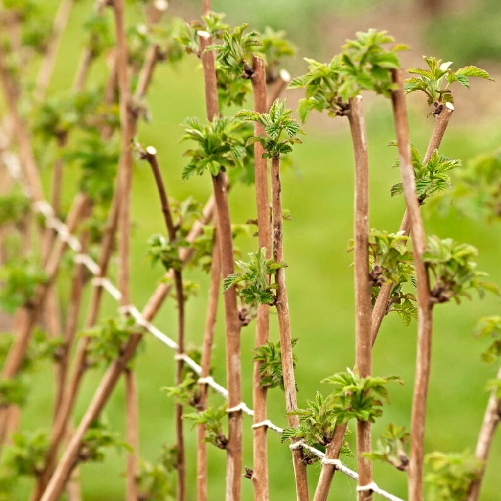 Award Winning Raspberry Canes | Growers' Choice - Image 6