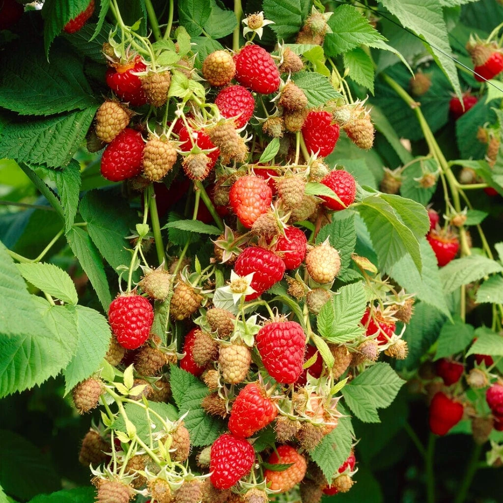 Award Winning Raspberry Canes | Growers' Choice - Image 2
