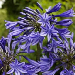 Agapanthus 'Stardust' | 3L