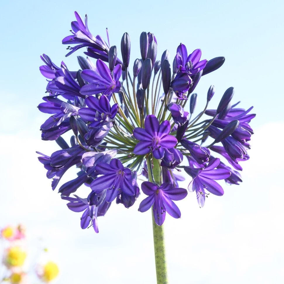 Agapanthus 'Royal Velvet' - Image 3
