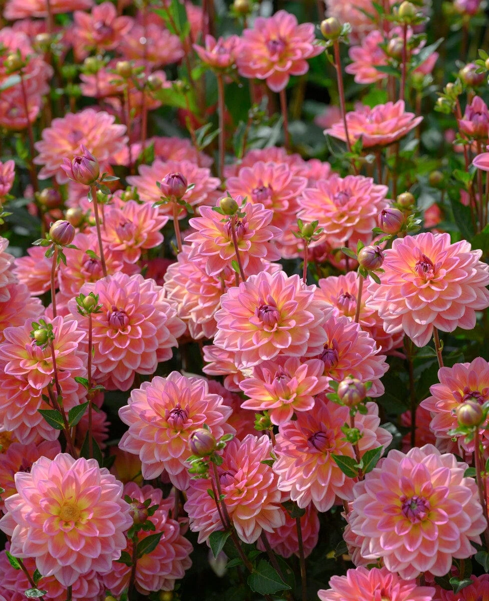 Dahlia 'Pacific View' - Image 3