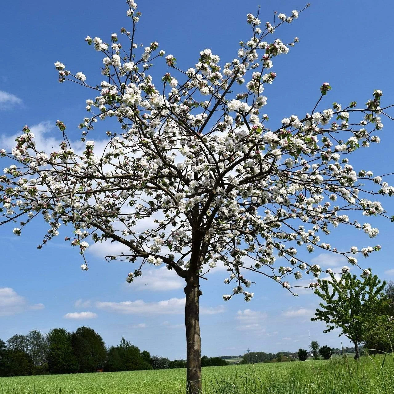 Morello Cherry Tree - Image 4