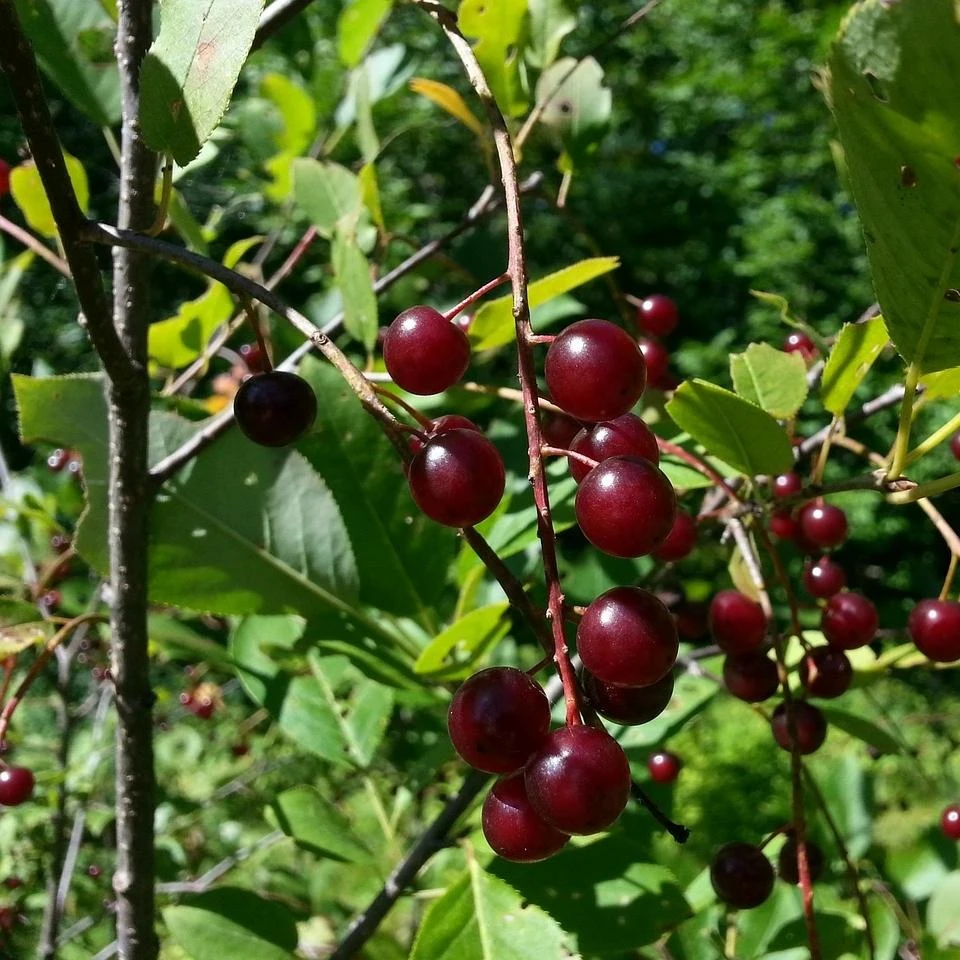 Morello Cherry Tree - Image 3