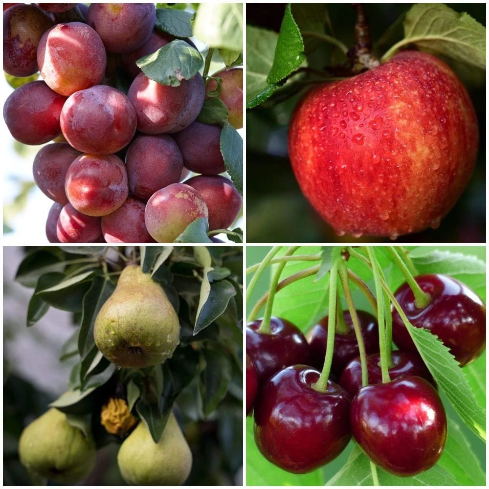 Complete Orchard Collection | Apple, Cherry, Pear, Plum Trees