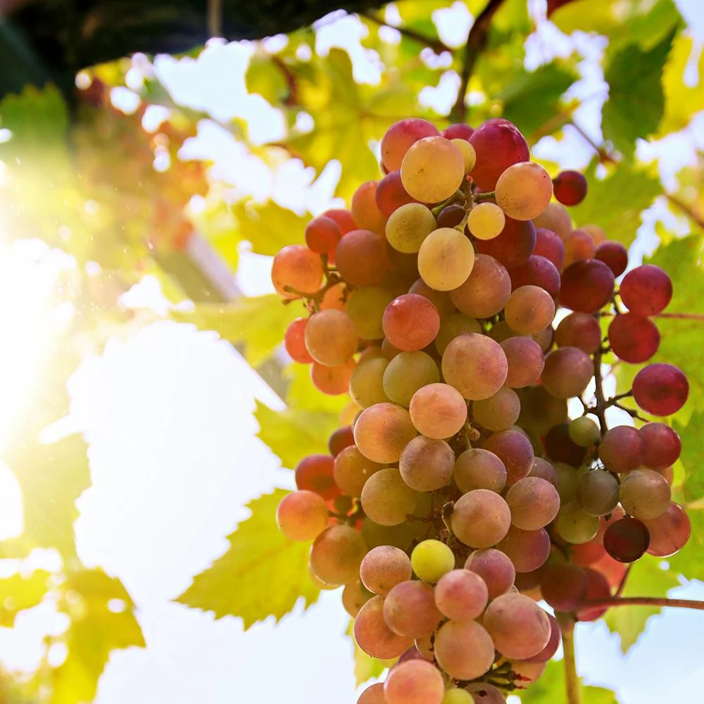 'Crimson Seedless' Grape Vine - Image 4