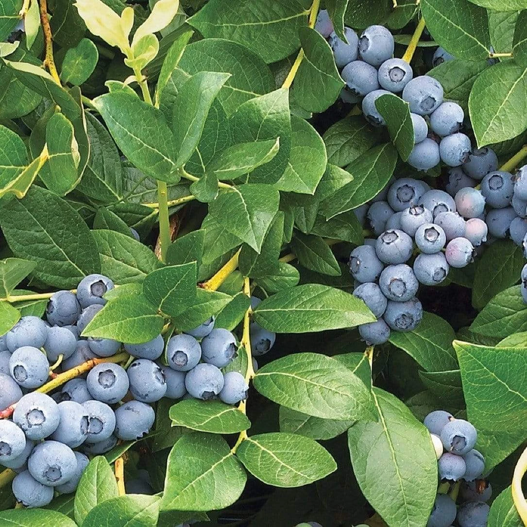 Duke Blueberry Bush - Image 2