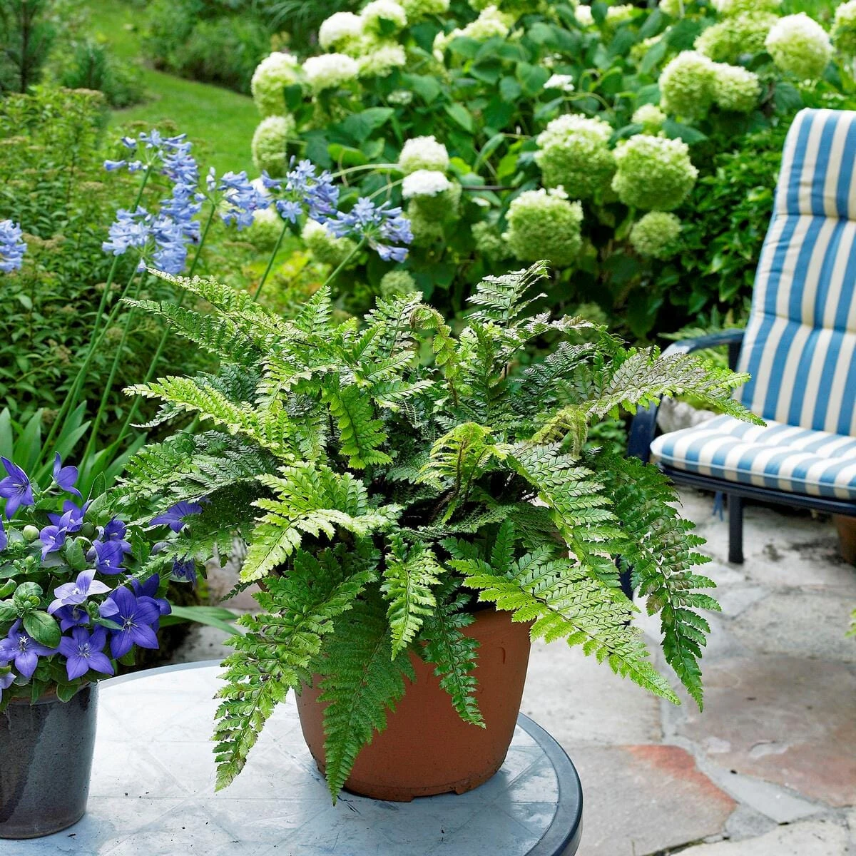 Tassel Fern | Polystichum Polyblepharum - Image 2