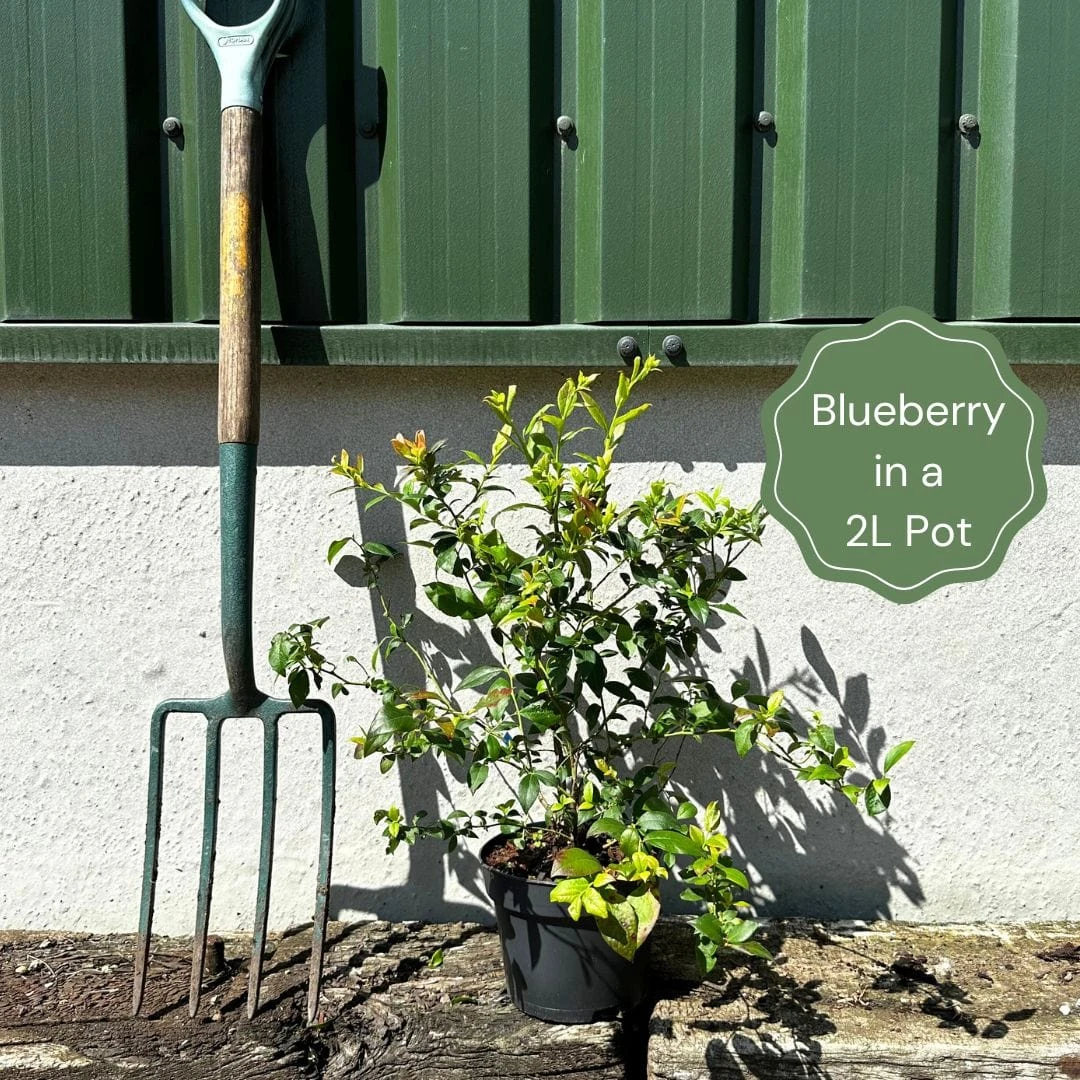 Ozarkblue' Blueberry Bush - Image 4