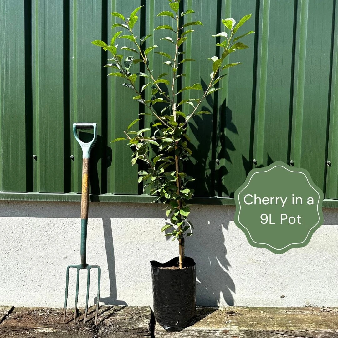 'Karina' Cherry Tree - Image 2