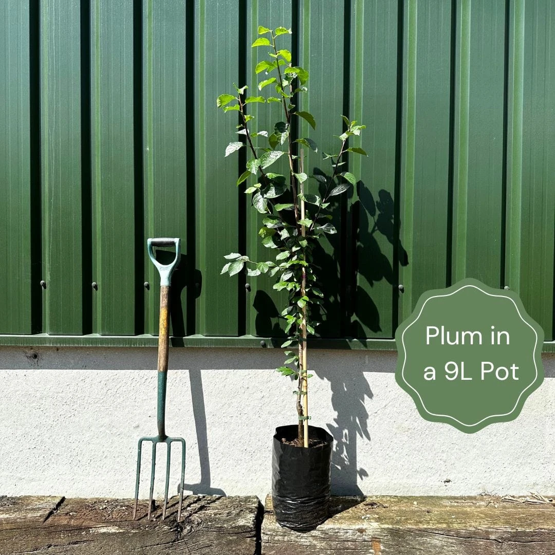 Opal Plum Tree - Image 2