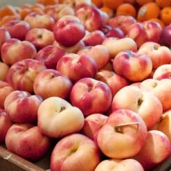 'Flat' Nectarine Tree