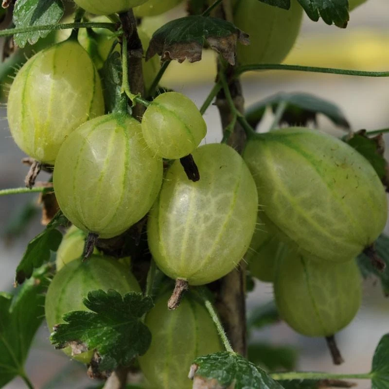 Invicta Gooseberry Bush - Image 2