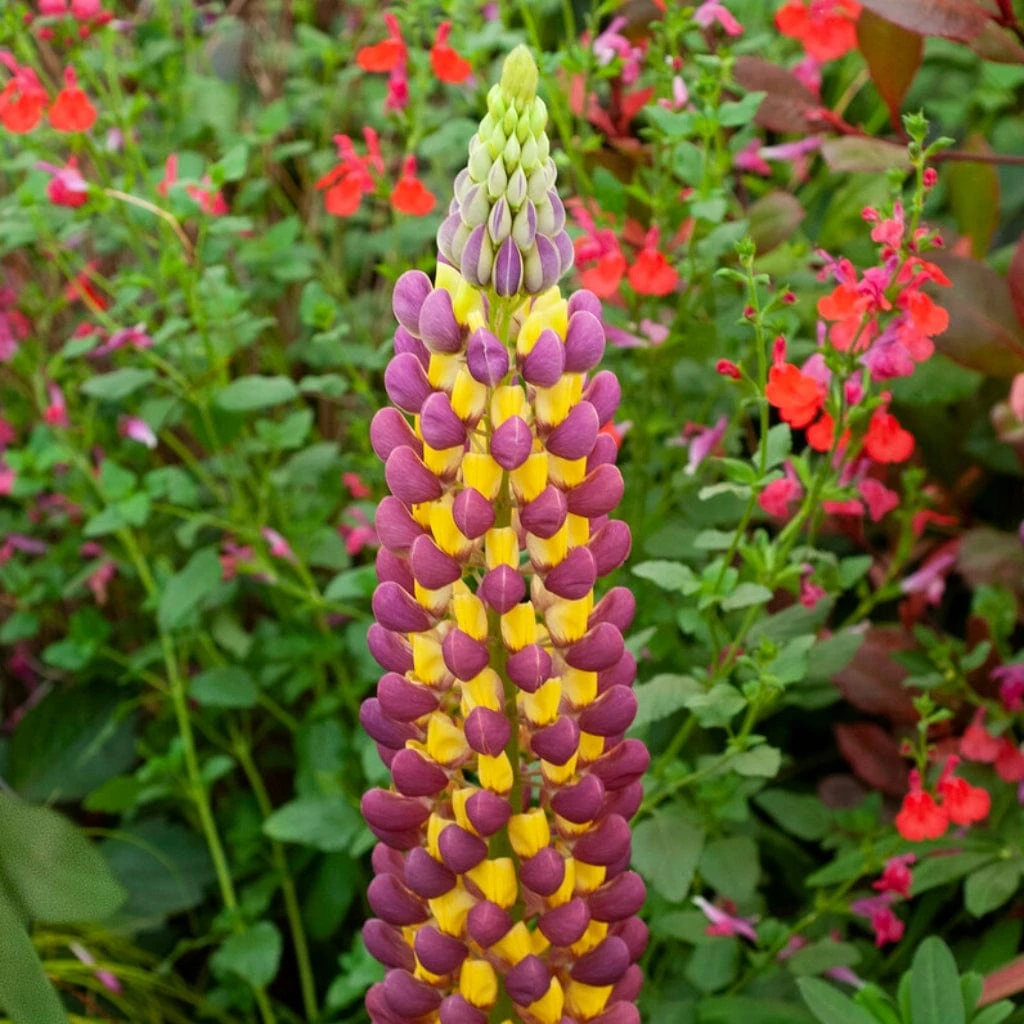 Lupin West Country Manhattan Lights - Image 2