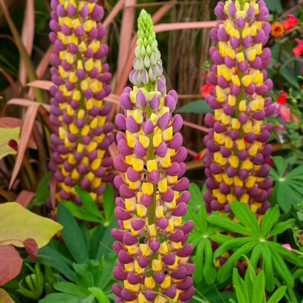 Lupin West Country Manhattan Lights - Image 3