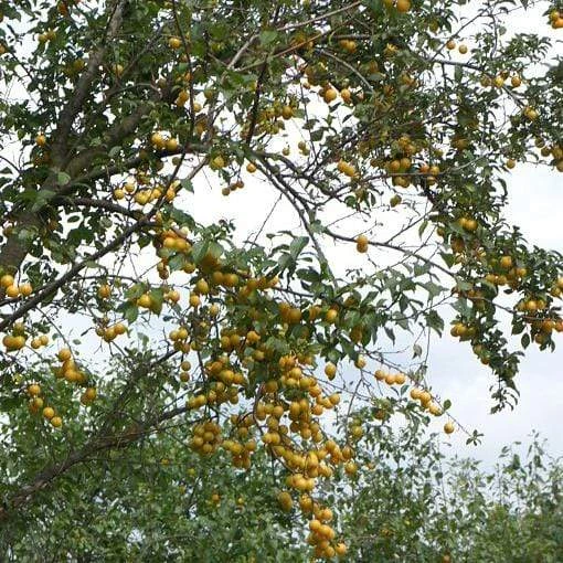 Mirabelle De Nancy Plum Tree - Image 3