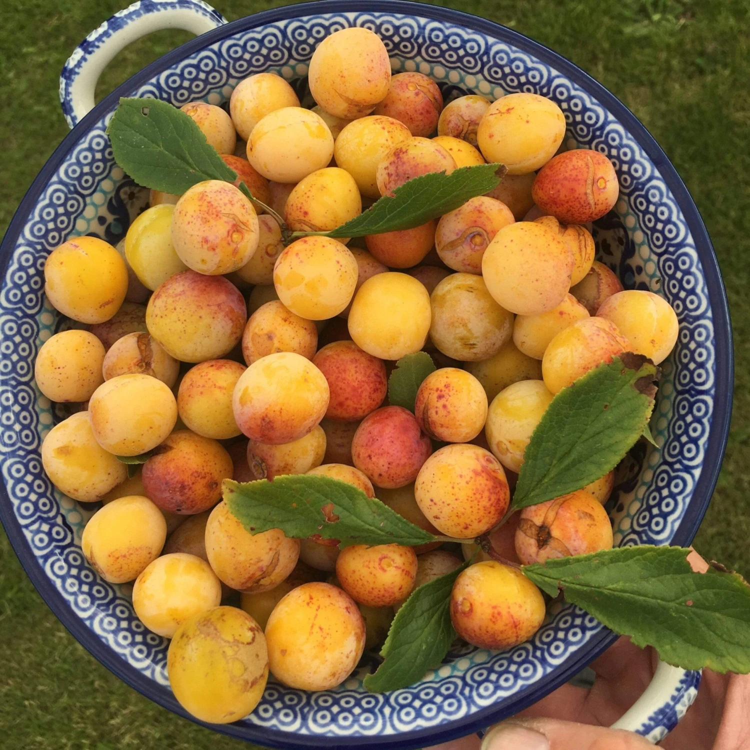 Mirabelle De Nancy Plum Tree - Image 7