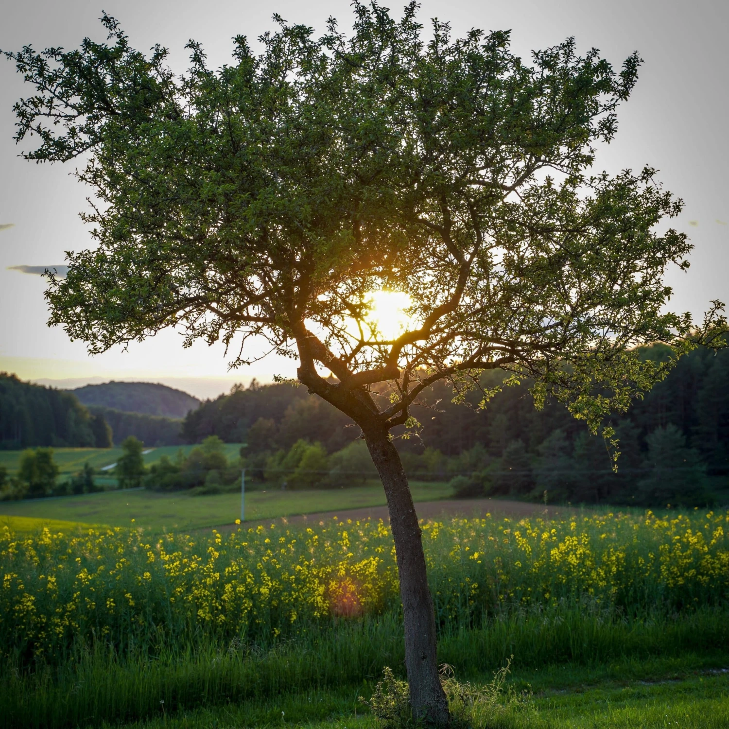 Williams Bon Chrétien Pear Tree - Image 6