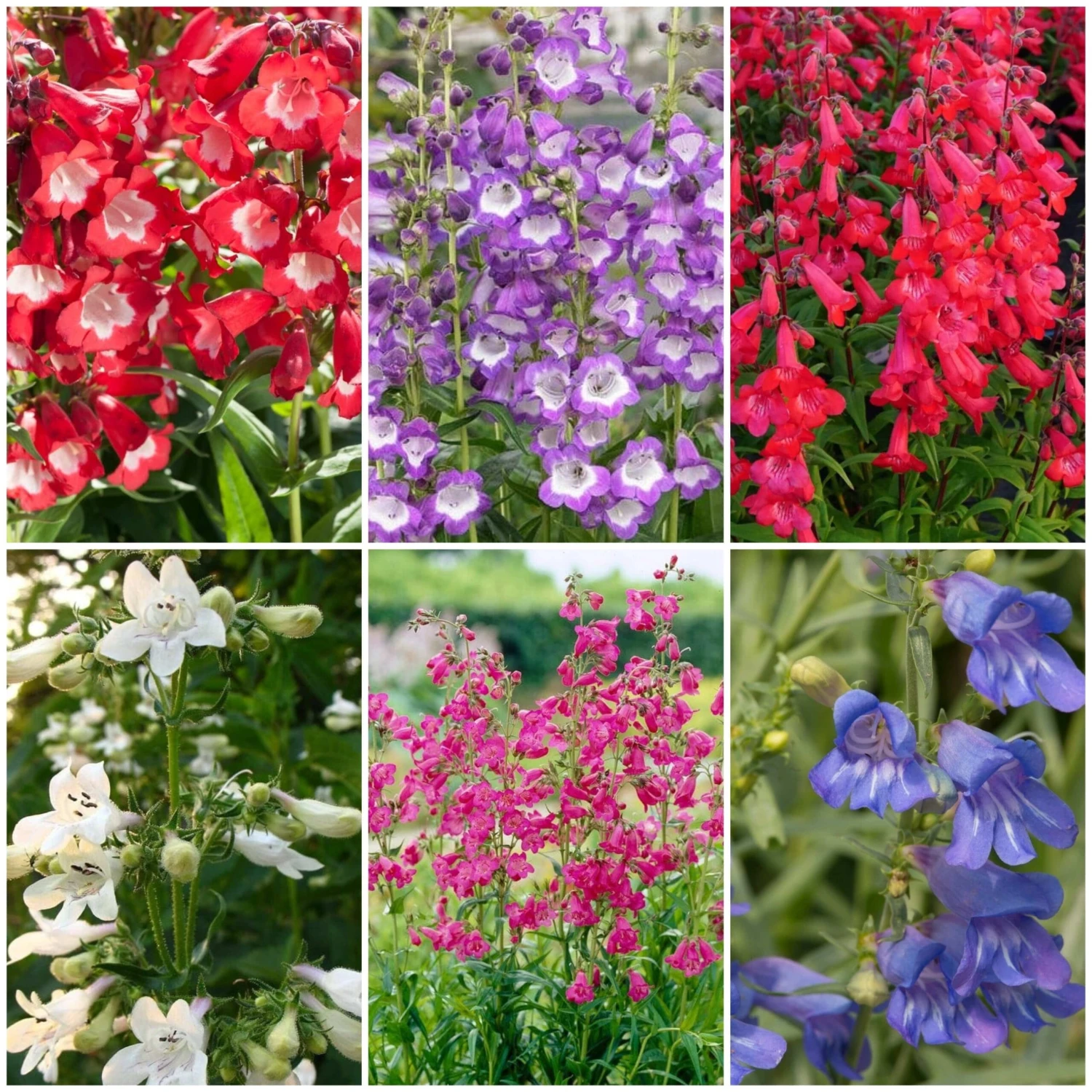 Perfect Penstemons Collection