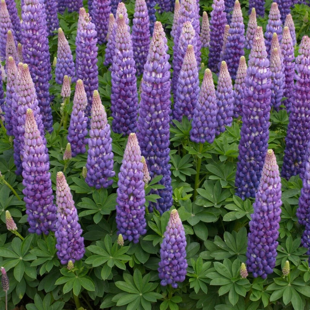 Lupin West Country Persian Slipper - Image 2