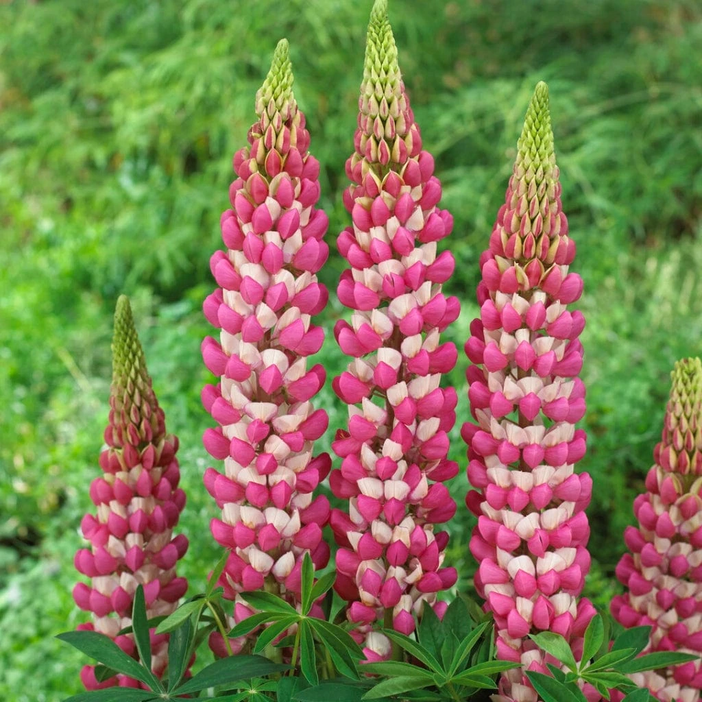 Lupin West Country Rachel De Thame - Image 2