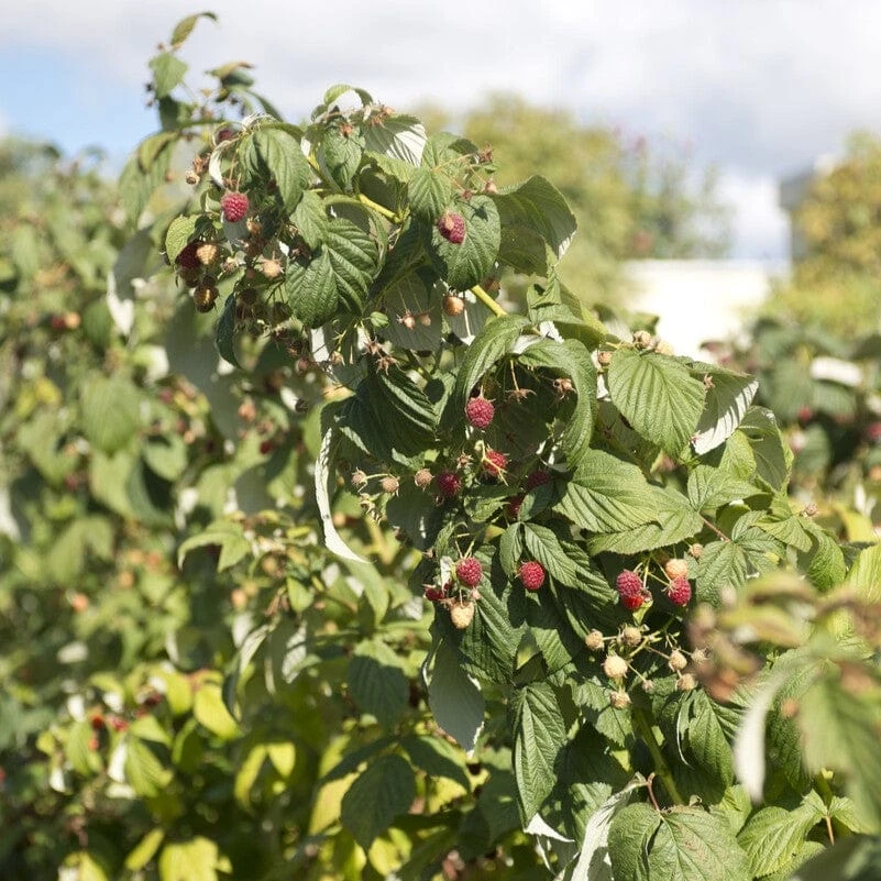 Award Winning Raspberry Canes | Growers' Choice - Image 4