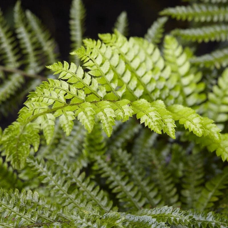 Tassel Fern | Polystichum Polyblepharum - Image 4