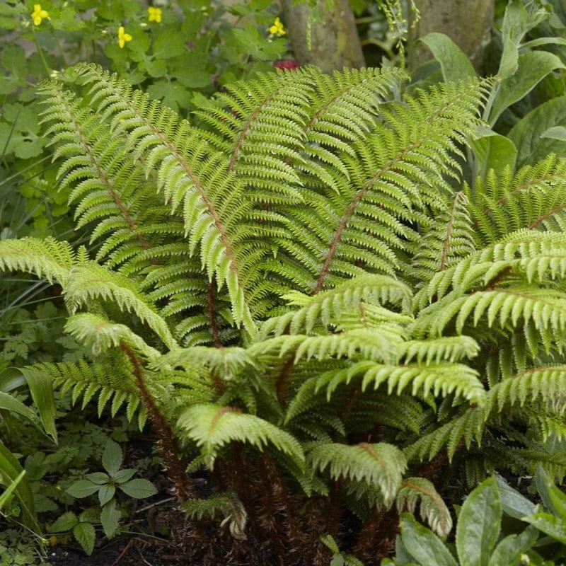 Tassel Fern | Polystichum Polyblepharum