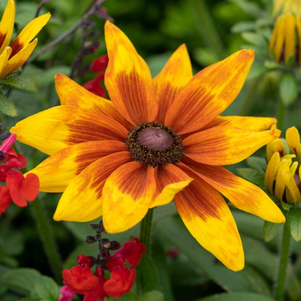 Rudbeckia 'Sunbeckia Mia'