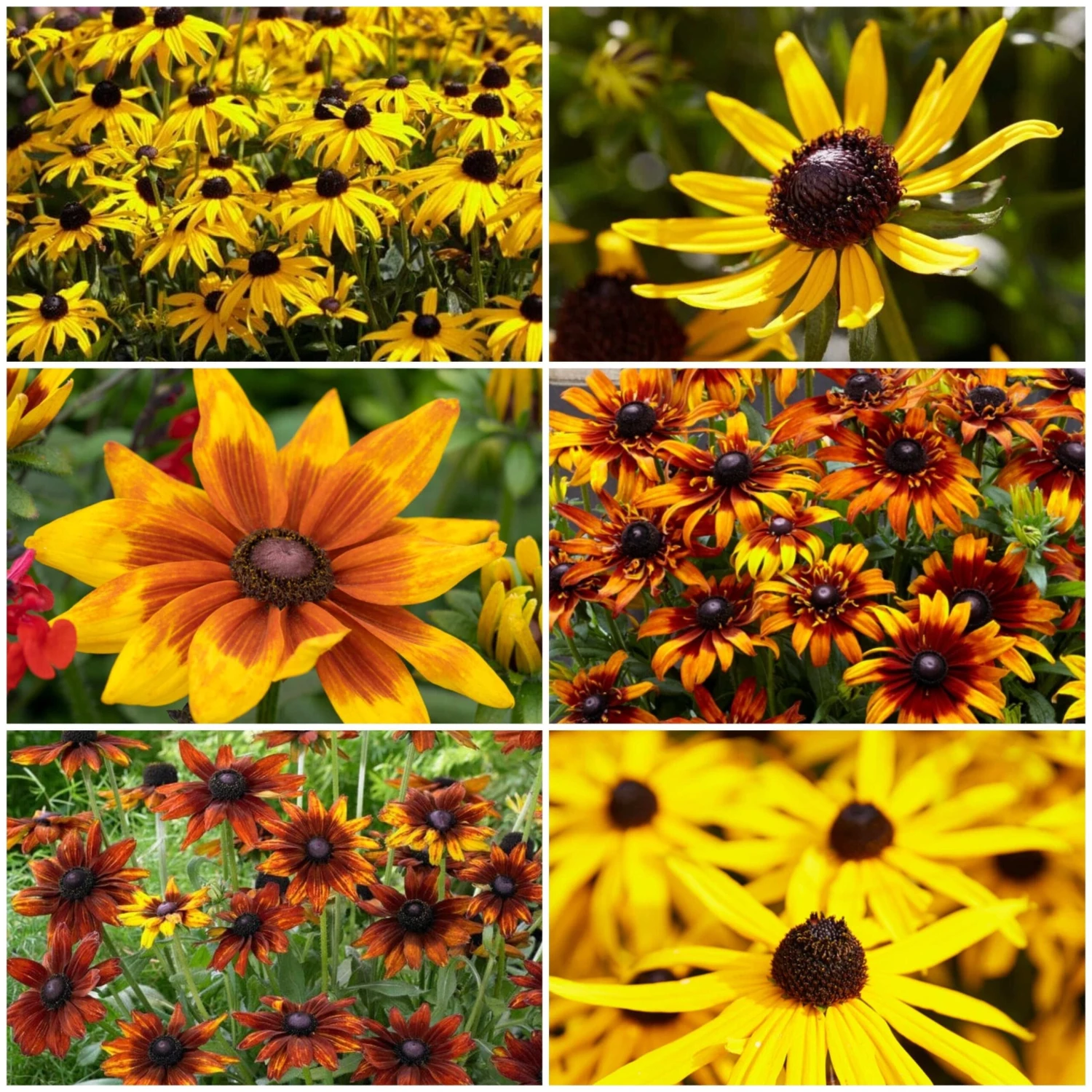 Ultimate Rudbeckia Collection