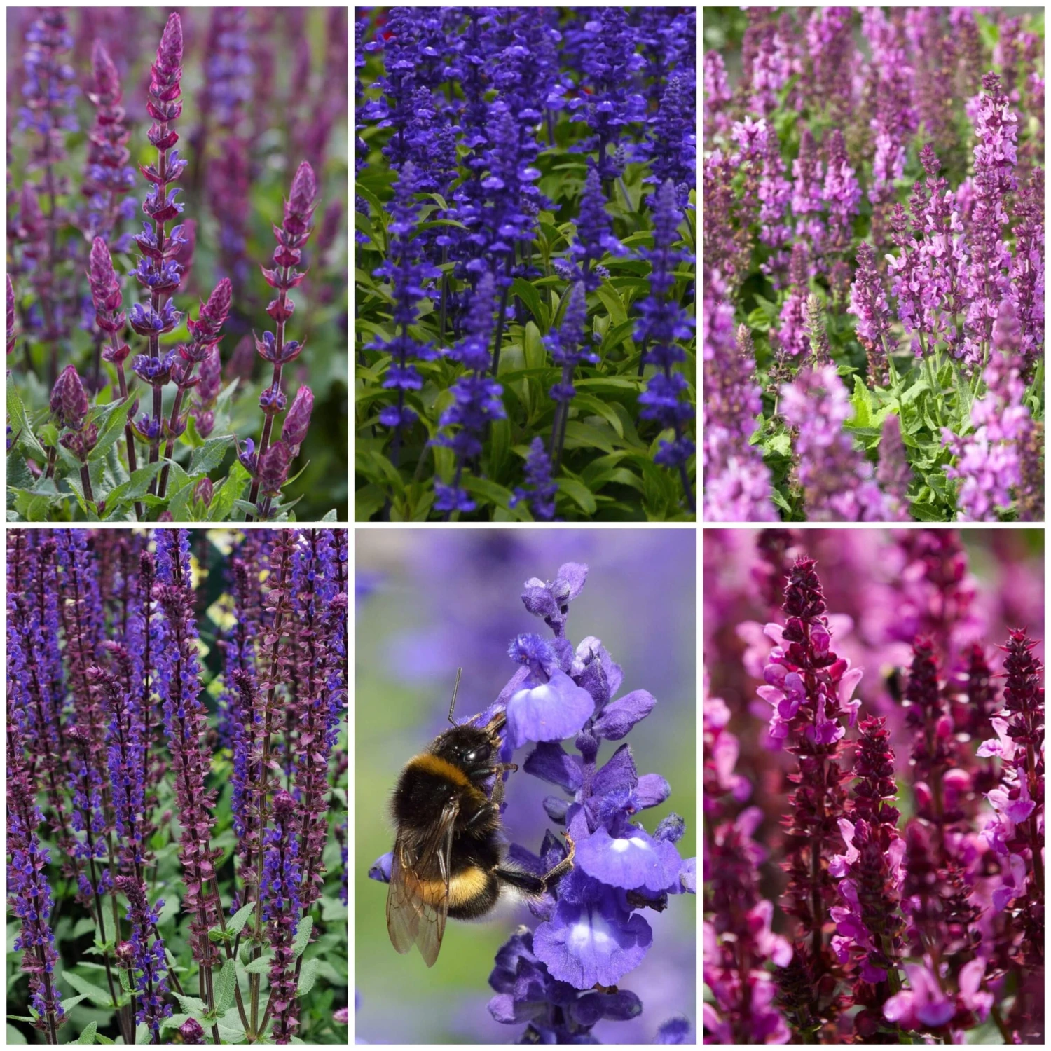 Spectacular Salvia Collection - Image 6