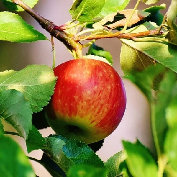 Scrumptious® Apple Tree - Image 3