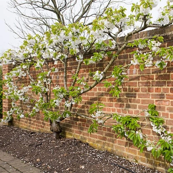 Sunburst Cherry Tree - Image 5