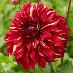 Dahlia Bohemian Spartacus