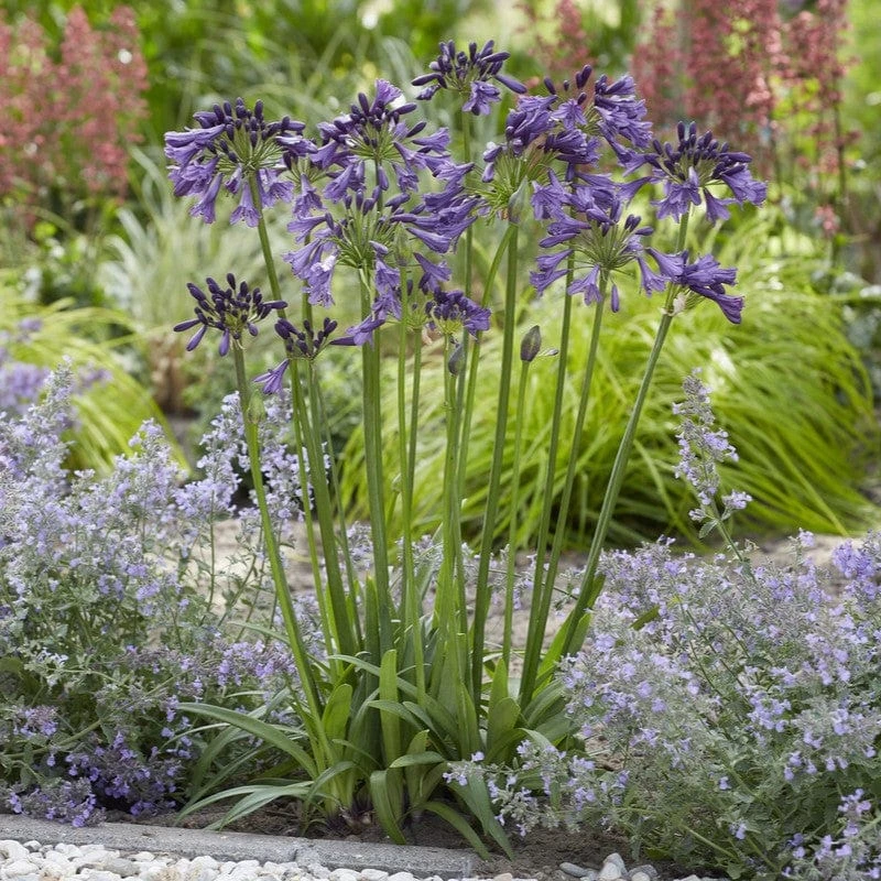 Agapanthus 'Poppin Purple' | 7.5L - Image 2