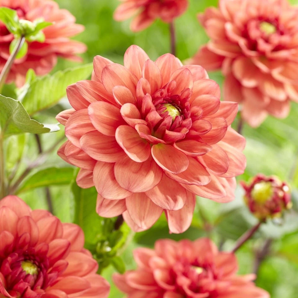 Dahlia 'Orange Girl' - Image 3