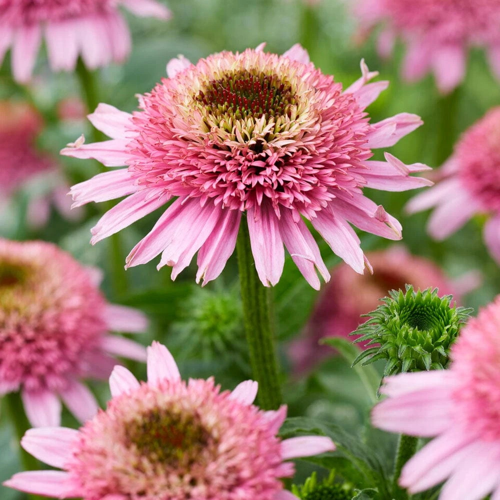 Echinacea 'Butterfly Kisses' - Image 2