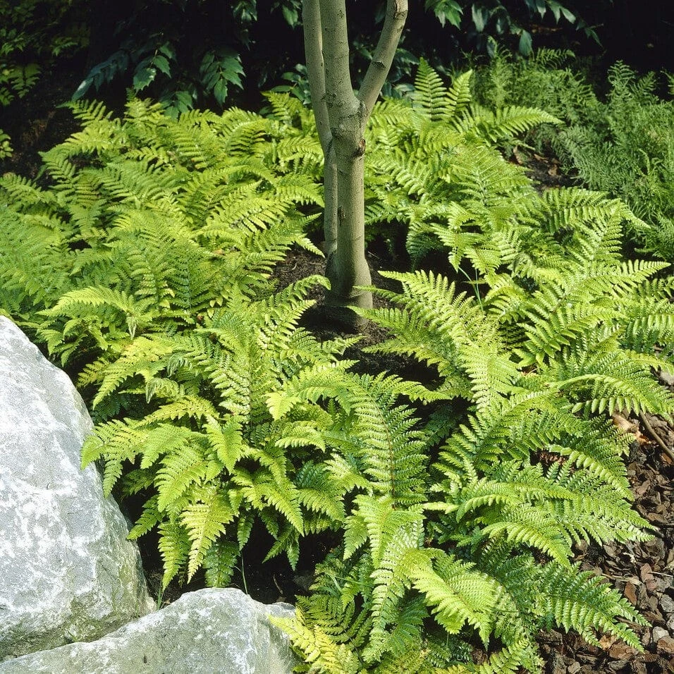 Tassel Fern | Polystichum Polyblepharum - Image 3